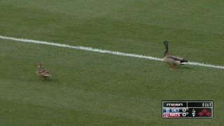 Ducks Recklessly Invade Detroit Tigers-Washington Nationals Game, Pun Ensues