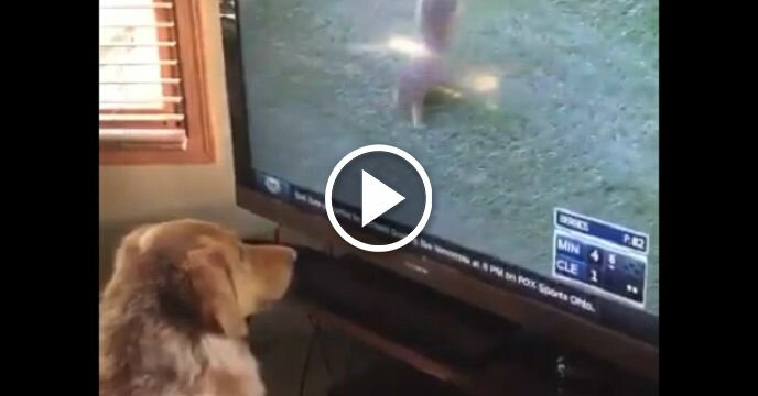 Dog Can't Stop Watching the Squirrel That Put the Indians-Twins Game on Hold For Five Minutes