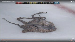 Detroit Red Wings Fan Throws Octopuses On Ice During Away Game Against Boston Bruins