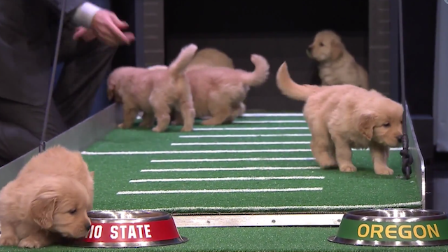 Puppies Predict 2015 College Football National Championship Winner on Jimmy Fallon