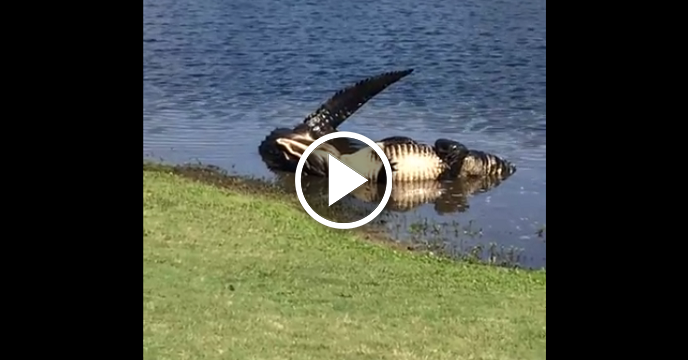 Two Monstrous Gators Fight In Water Hazard At North Carolina Golf Course